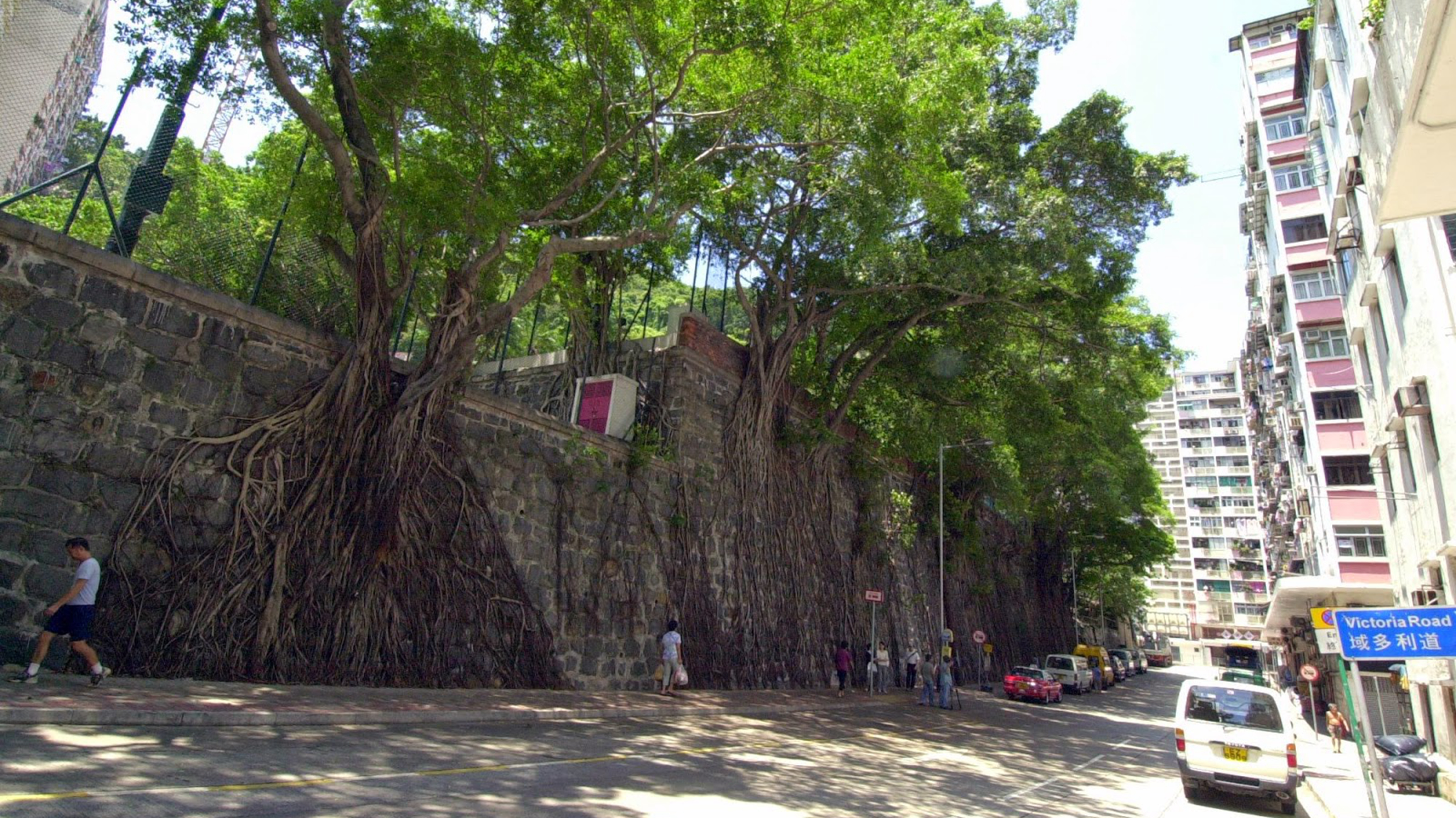 科士街石墙树
