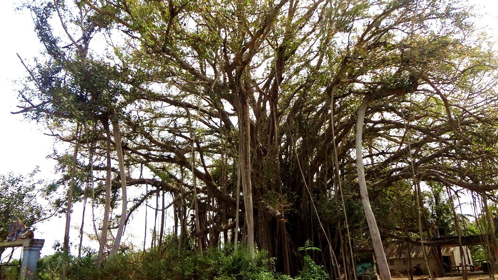 Sivaranthagam村的神圣树林