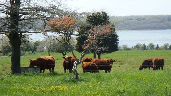 新英格兰历史协会威斯顿农场