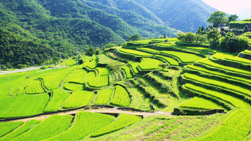 中山梯田