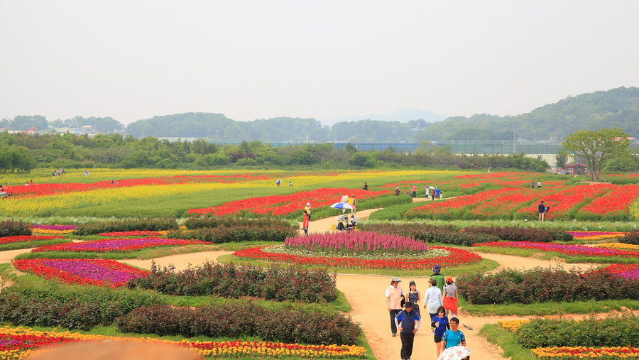 梦幻野花综合公园