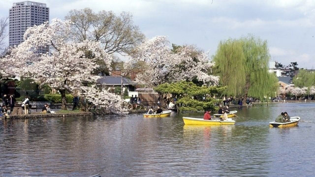 石神井公园
