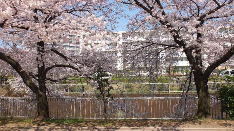 武藏野路公园附近