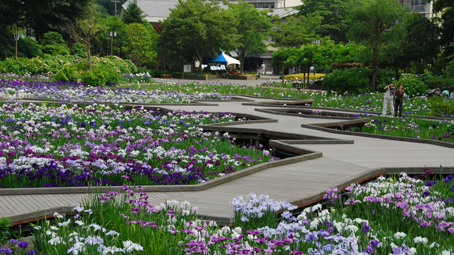 横须贺鸢尾花园