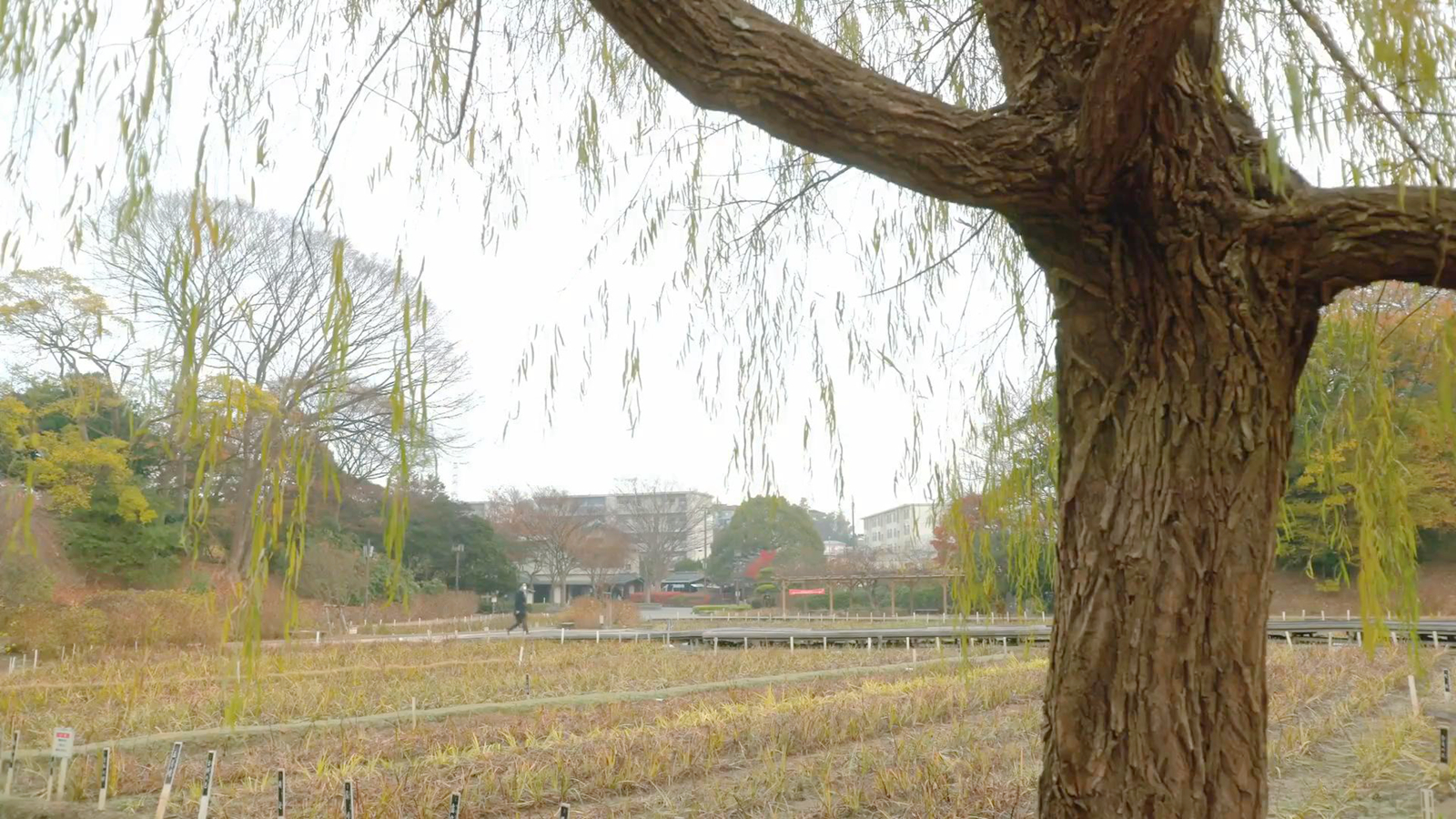 横须贺烟火会场