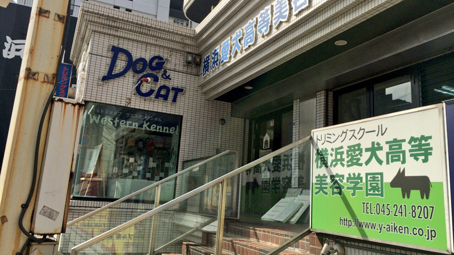 横滨爱犬高等美容学院