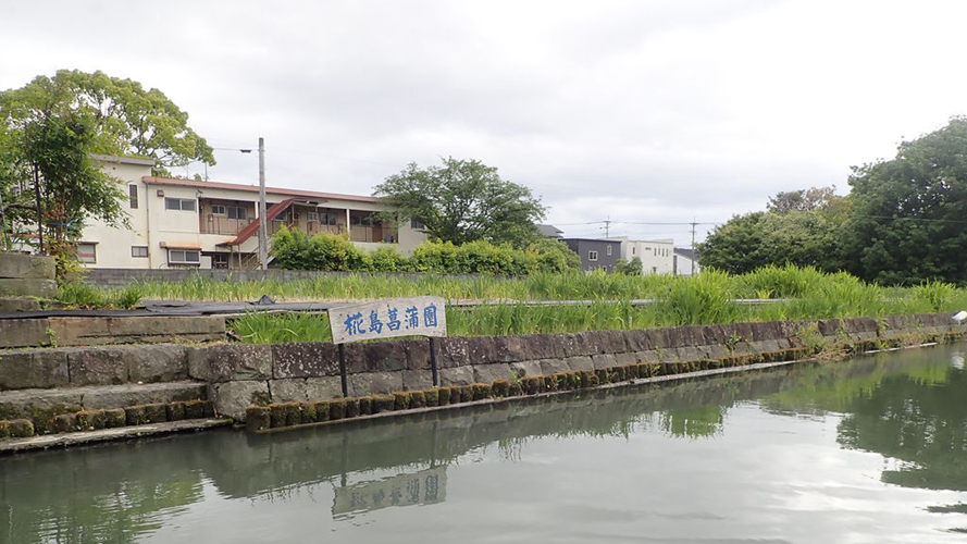 椛岛菖蒲园