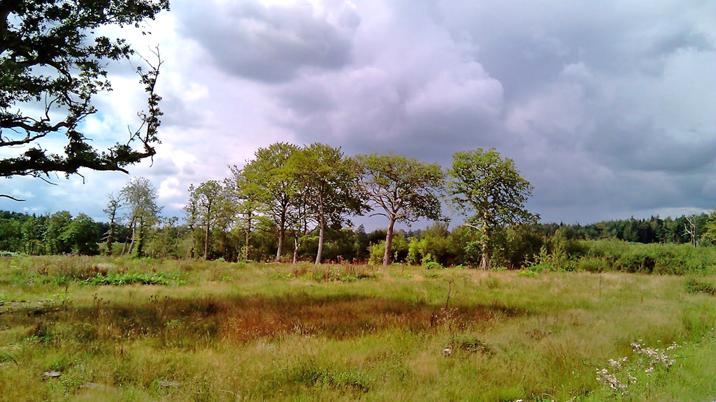 霍利公地