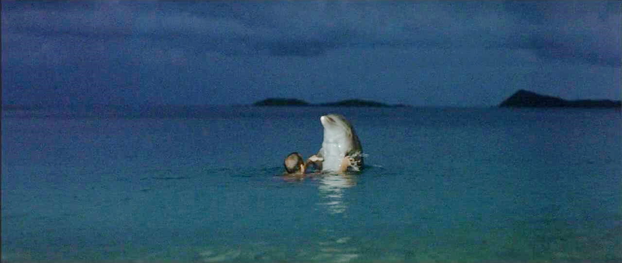 放生海豚的海湾