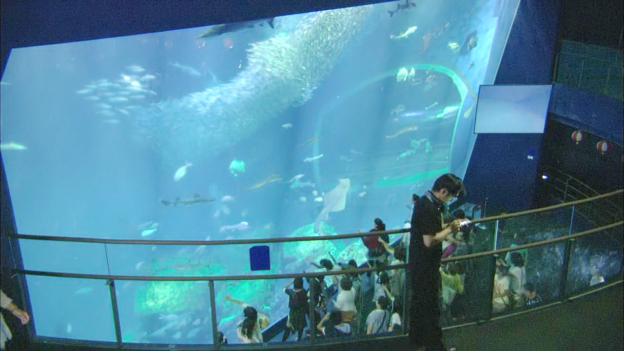 浅野和家人逛水族馆