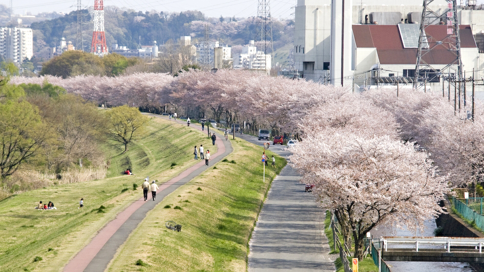 多摩川河堤樱花树
