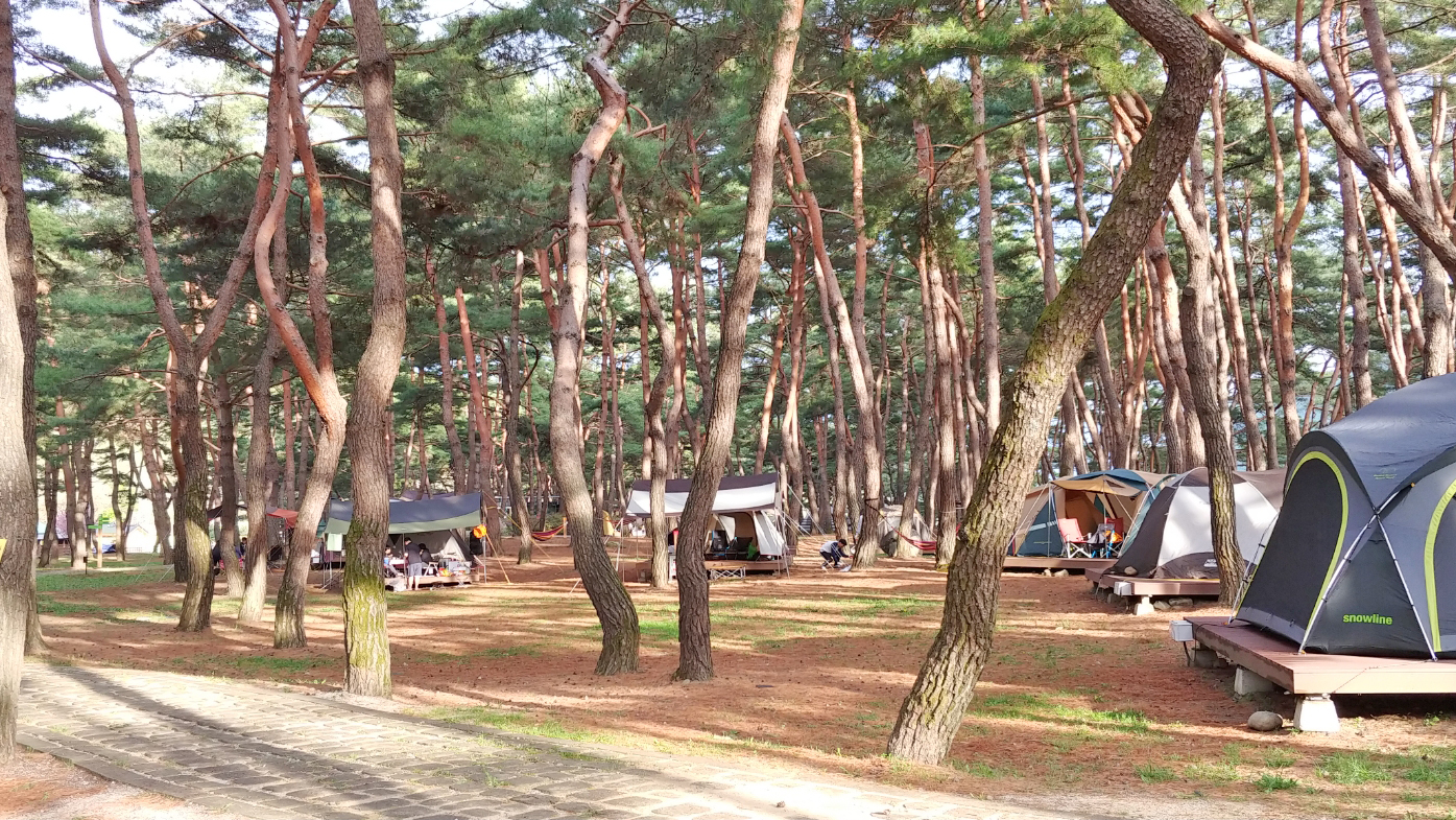 桧洞松香露营地