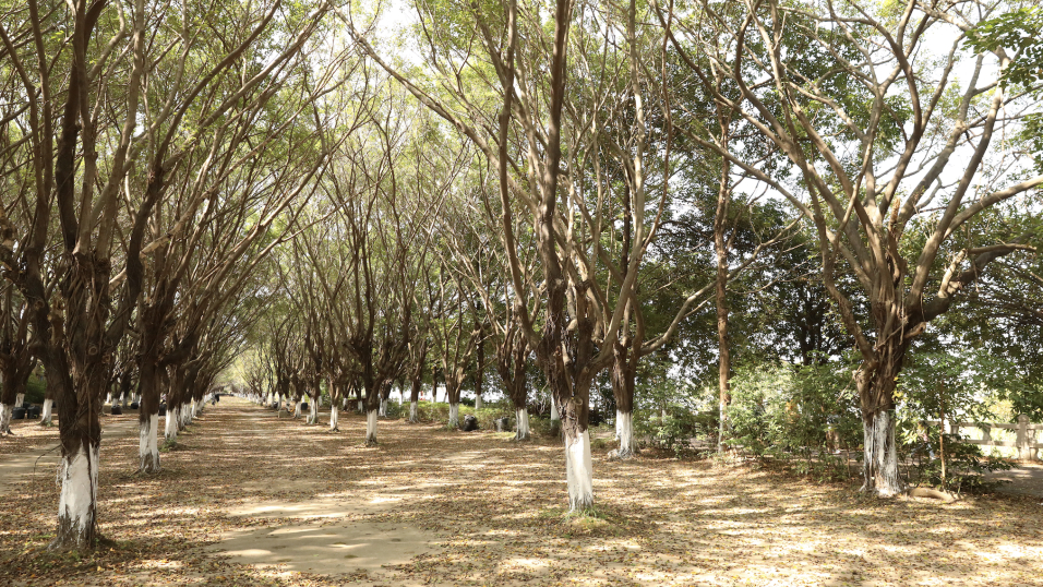 东江京山段小树林