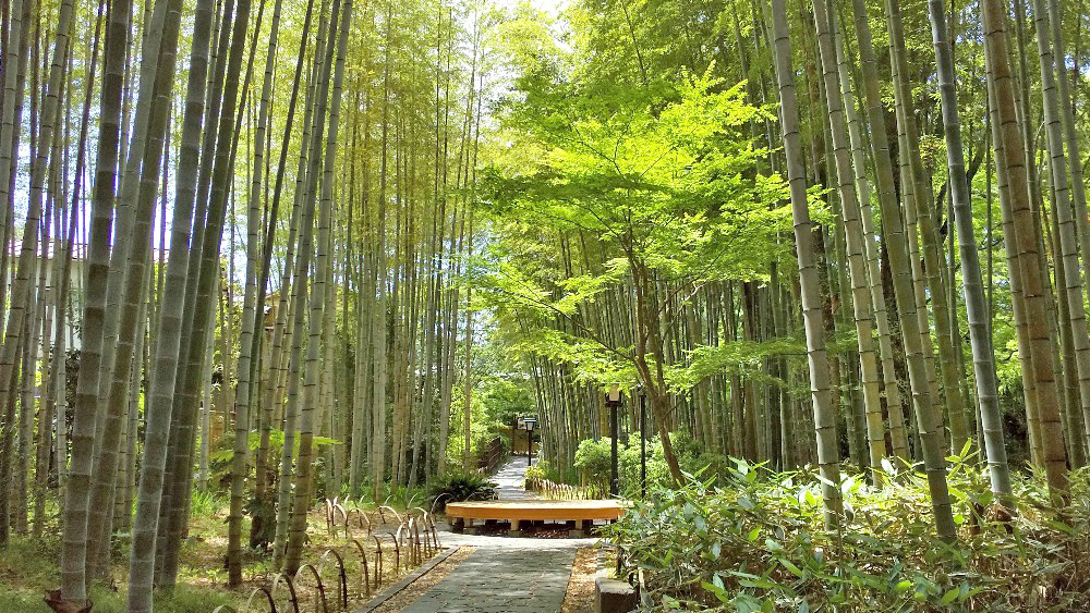 竹林小径