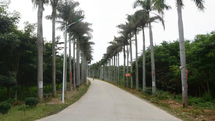 南区椰林大道