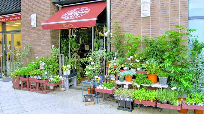 ITO花店