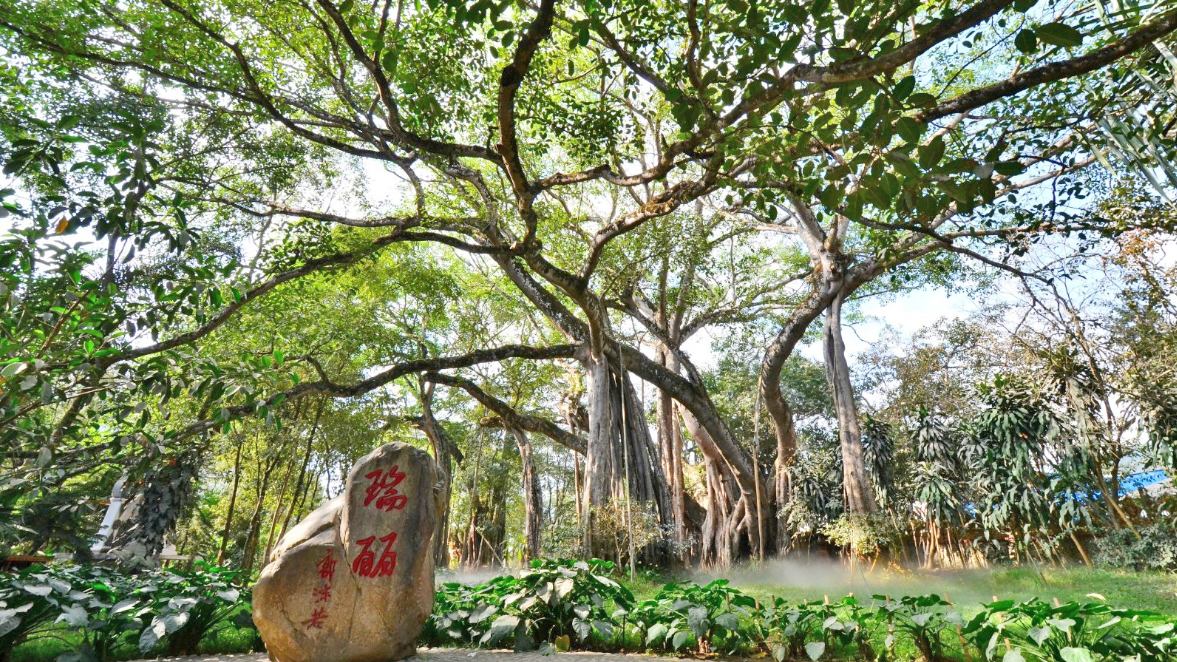 瑞丽独树成林