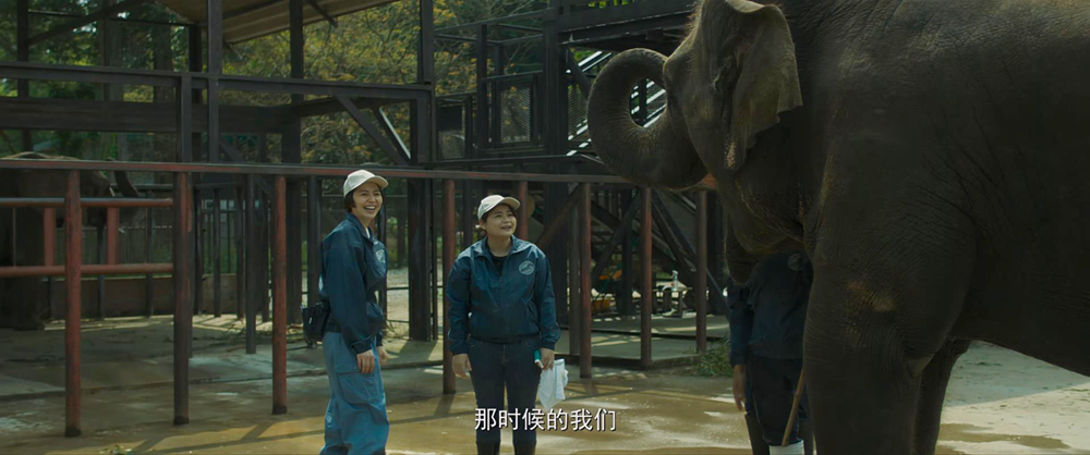 动物园大象区