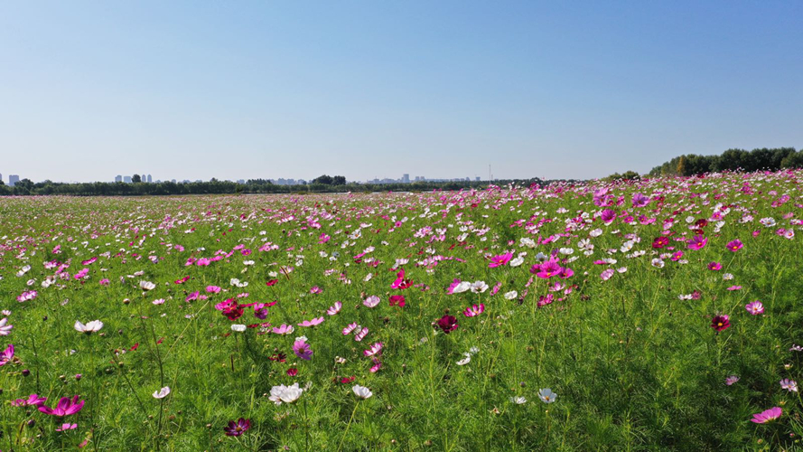 太阳岛花田