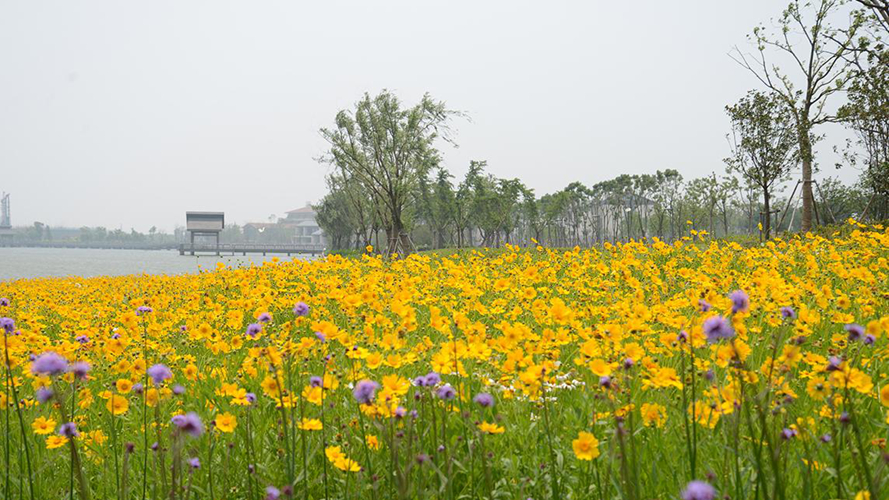 云杉湖公园
