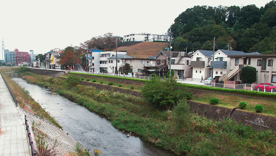 大栗川河堤