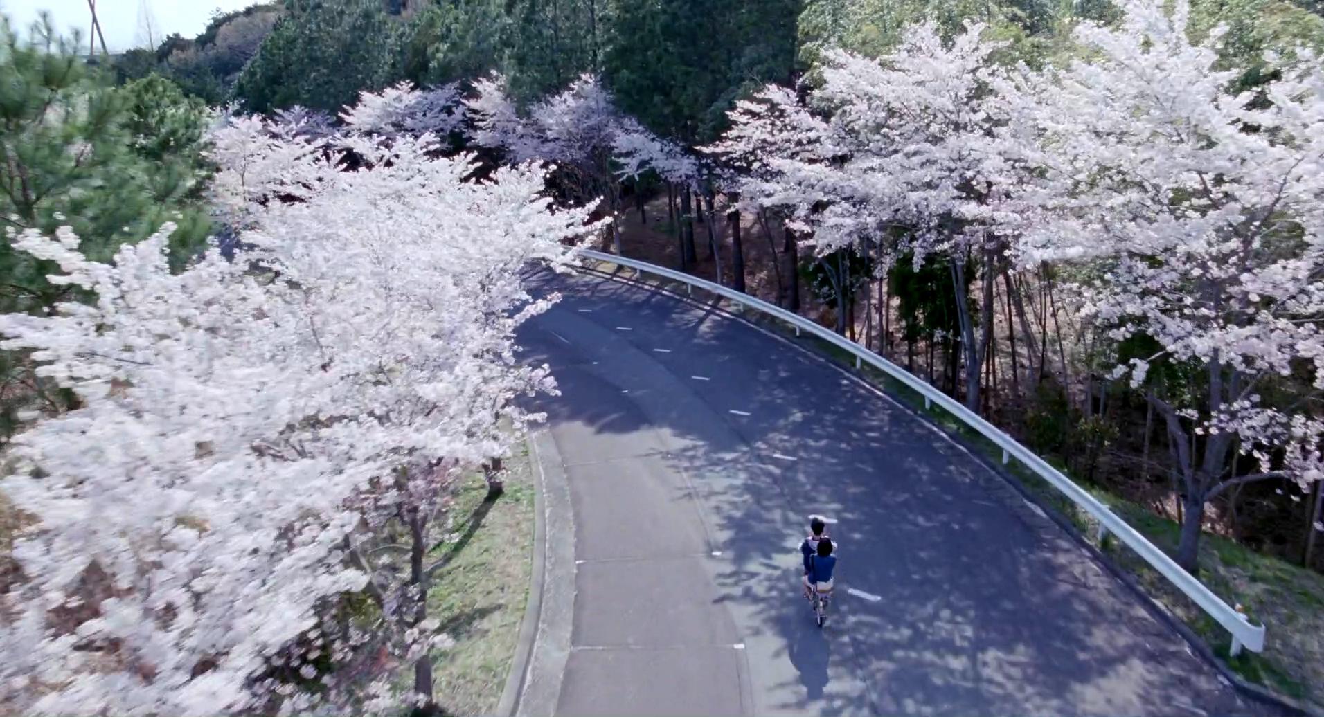 樱花隧道